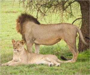 Tanzania Safari | Best Tanzania Safaris and Tours