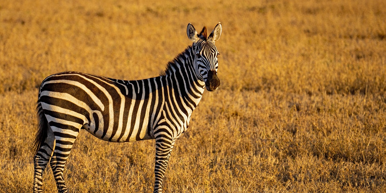 Tanzania Safari | Best Tanzania Safaris and Tours